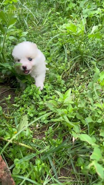 Chó Poodle đực trắng 2 tháng đã tiêm. Mua bán Chó tại Quận Ba Đình Hà Nội được đăng bởi Vũ Thái Thương hình 1