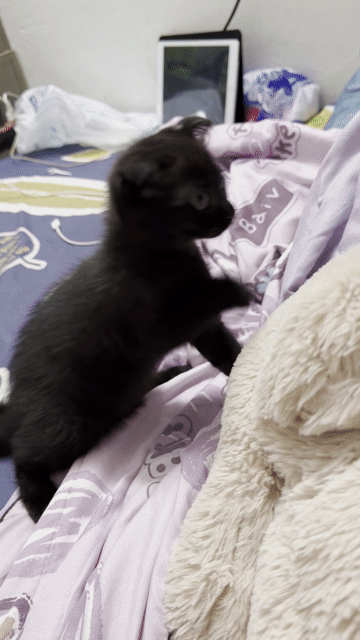 Mèo lông ngắn cái hơn 2 tháng. Mua bán Mèo tại Quận Hoàng Mai Hà Nội được đăng bởi Hà My hình 1