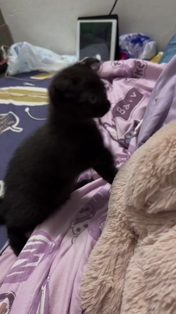 Mèo lông ngắn cái hơn 2 tháng. Mua bán Mèo tại Quận Hoàng Mai Hà Nội được đăng bởi Hà My hình 1