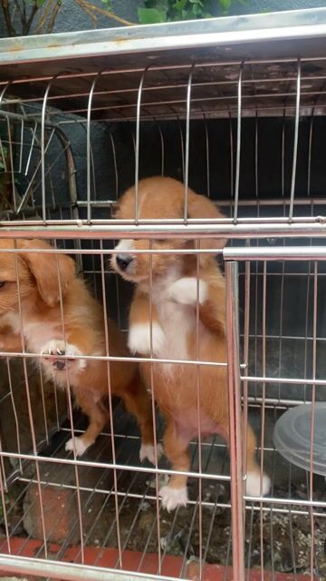 Chó Phốc hươu nâu trắng 3 tháng. Mua bán Chó tại Huyện Đông Anh Hà Nội được đăng bởi thiện hình 1