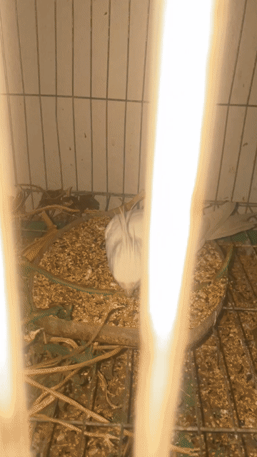 Chim Cockatiel Trắng Mất 1 chân. Mua bán Chim tại Quận Cẩm Lệ Đà Nẵng được đăng bởi Thế Tùng Ngô hình 1