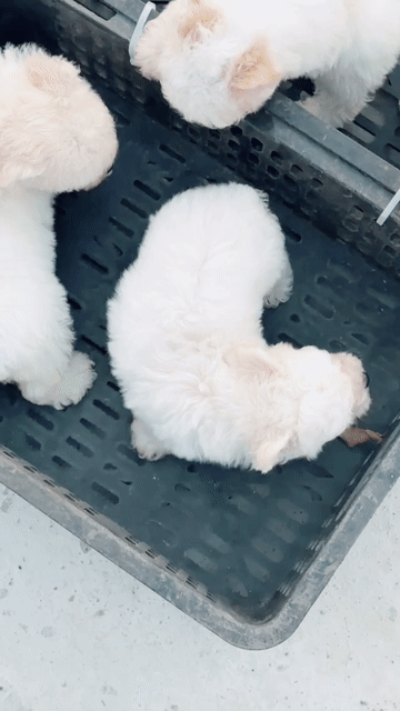Chó Poodle trắng ta gấu. Mua bán Chó tại Huyện Bình Chánh Tp Hồ Chí Minh được đăng bởi mini pet house sài gòn hình 1