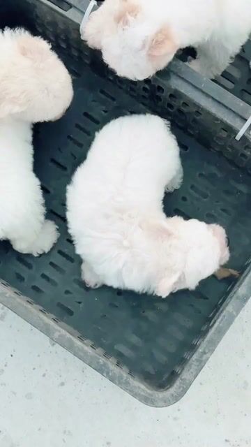 Chó Poodle trắng ta gấu. Mua bán Chó tại Huyện Bình Chánh Tp Hồ Chí Minh được đăng bởi mini pet house sài gòn hình 1