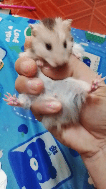 Hamster Bear cái 4 tháng tuổi. Mua bán Thú cưng khác tại Huyện Long Thành Đồng Nai được đăng bởi Ngân Huệ hình 1