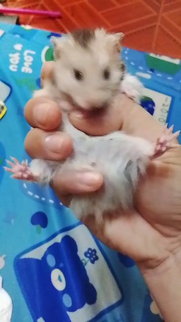 Hamster Bear cái 4 tháng tuổi. Mua bán Thú cưng khác tại Huyện Long Thành Đồng Nai được đăng bởi Ngân Huệ hình 1