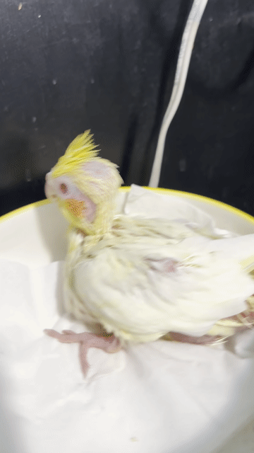 Vẹt Cockatiel non màu Vàng nhạt. Mua bán Chim tại Quận Gò Vấp Tp Hồ Chí Minh được đăng bởi Chi Lê hình 1