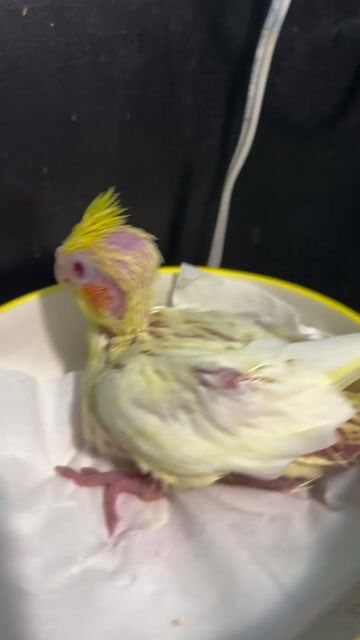 Vẹt Cockatiel non màu Vàng nhạt. Mua bán Chim tại Quận Gò Vấp Tp Hồ Chí Minh được đăng bởi Chi Lê hình 1