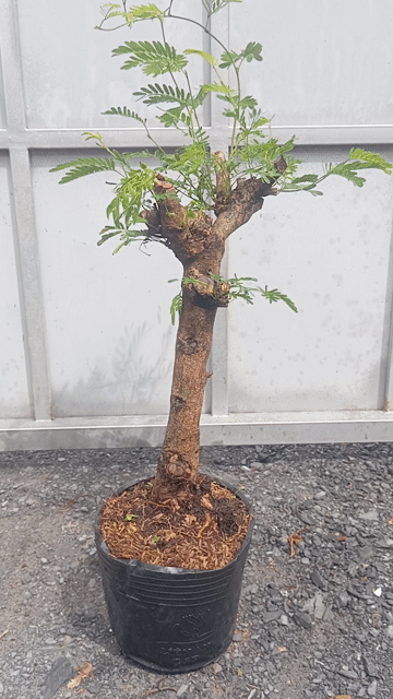 Cây cảnh Kiều Hùng Tươi tốt. Mua bán Cây cảnh, đồ trang trí tại Huyện Củ Chi Tp Hồ Chí Minh được đăng bởi LT hình 1