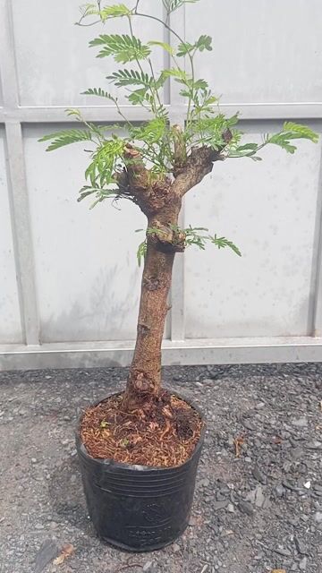 Cây cảnh Kiều Hùng Tươi tốt. Mua bán Cây cảnh, đồ trang trí tại Huyện Củ Chi Tp Hồ Chí Minh được đăng bởi LT hình 1