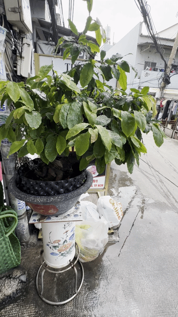 Cây cảnh Mai 2 cây. Mua bán Cây cảnh, đồ trang trí tại Huyện Bình Chánh Tp Hồ Chí Minh được đăng bởi Phạm trưởng hình 1