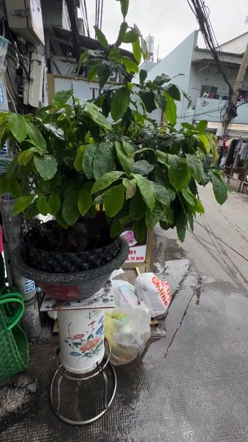 Cây cảnh Mai 2 cây. Mua bán Cây cảnh, đồ trang trí tại Huyện Bình Chánh Tp Hồ Chí Minh được đăng bởi Phạm trưởng hình 1