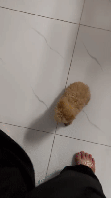 Poodle tai gấu tecup thuần. Mua bán Chó tại Thành phố Thủ Đức Tp Hồ Chí Minh được đăng bởi Ân Ân chuyên chó cảnh đẹp thuần  hình 1