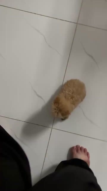 Poodle tai gấu tecup thuần. Mua bán Chó tại Thành phố Thủ Đức Tp Hồ Chí Minh được đăng bởi Ân Ân chuyên chó cảnh đẹp thuần  hình 1