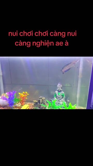 Cá cảnh màu Xám size Nhỏ. Mua bán Thú cưng khác tại Quận 7 Tp Hồ Chí Minh được đăng bởi Tan Pham hình 1