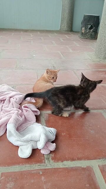 Mèo Lai Anh lông dài Đen vàng. Mua bán Mèo tại Huyện Chương Mỹ Hà Nội được đăng bởi Hung Nguyên Cao Mạc hình 1