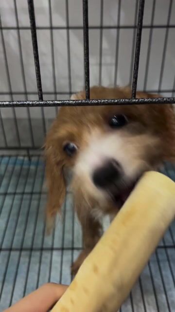 Chó Poodle lai Phốc hươu 4 tháng. Mua bán Chó tại Huyện Thạch Thất Hà Nội được đăng bởi Nhung hình 1