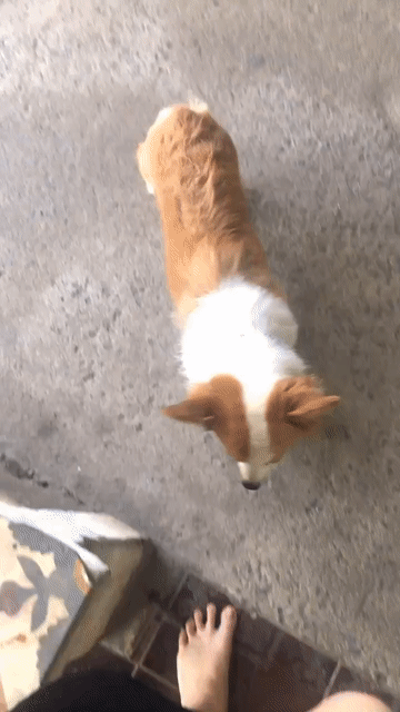 Chó Corgi cái. Mua bán Chó tại Huyện Long Thành Đồng Nai được đăng bởi Nguyễn Juhy hình 1