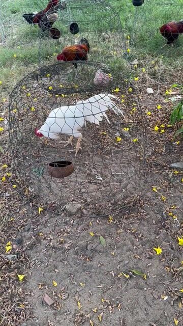 Gà úa 3kg2. Mua bán Gà tại Quận 11 Tp Hồ Chí Minh được đăng bởi Tuyết Bình Liêu hình 1