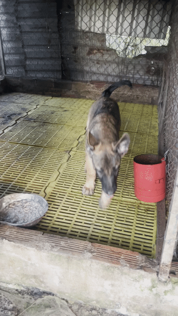 Chó Becgie nâu đen con. Mua bán Chó tại Huyện Phong Điền Cần Thơ được đăng bởi NGOCLOAN hình 1