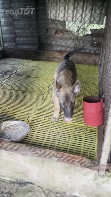 Chó Becgie nâu đen con. Mua bán Chó tại Huyện Phong Điền Cần Thơ được đăng bởi NGOCLOAN hình 1