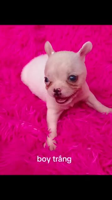 Chó Chihuahua nhà đẻ. Mua bán Chó tại Quận 8 Tp Hồ Chí Minh được đăng bởi ZoZo House Chihuahua hình 1