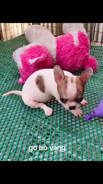 Chó Chihuahua cái 2 tháng đã tiêm. Mua bán Chó tại Quận 8 Tp Hồ Chí Minh được đăng bởi Chihuahua nhà ZoZo hình 1