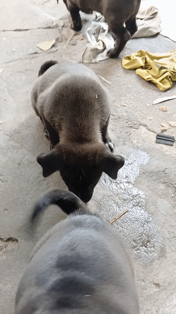 Chó nhà Đen, Trắng nâu. Mua bán Chó tại Quận 7 Tp Hồ Chí Minh được đăng bởi dieu phan hình 1