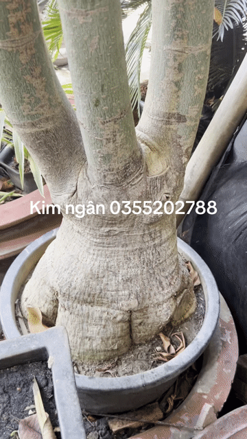 Cây cảnh Kim ngân 90-100cm. Mua bán Cây cảnh, đồ trang trí tại Huyện Hóc Môn Tp Hồ Chí Minh được đăng bởi vườn kiểng năm tuấn hình 1