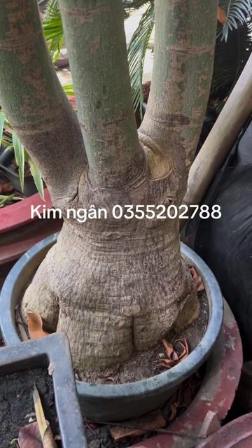 Cây cảnh Kim ngân 90-100cm. Mua bán Cây cảnh, đồ trang trí tại Huyện Hóc Môn Tp Hồ Chí Minh được đăng bởi vườn kiểng năm tuấn hình 1