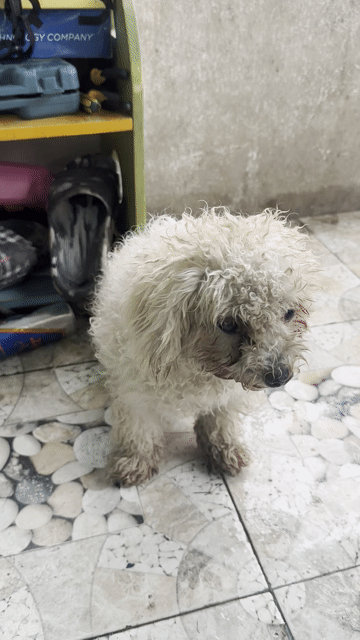 Chó Poodle Cái Trắng kem 11 tháng. Mua bán Chó tại Thành phố Dĩ An Bình Dương được đăng bởi Nguyễn hình 1