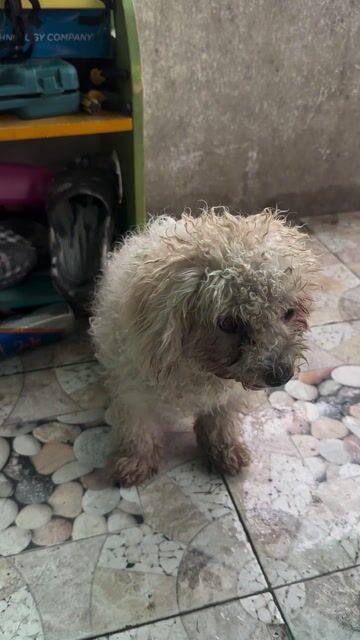 Chó Poodle Cái Trắng kem 11 tháng. Mua bán Chó tại Thành phố Dĩ An Bình Dương được đăng bởi Nguyễn hình 1