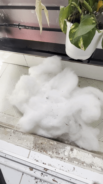 Bông lọc Bông Trắng Lọc bể cá, lót chậu cây. Mua bán Phụ kiện, Thức ăn, Dịch vụ tại Quận Gò Vấp Tp Hồ Chí Minh được đăng bởi Vân hình 1