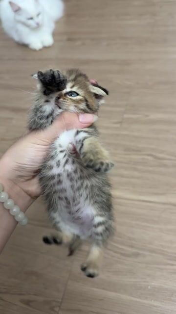Mèo ALN tai cụp lai Vàng nâu sọc. Mua bán Mèo tại Quận Gò Vấp Tp Hồ Chí Minh được đăng bởi Ngọc Trâm hình 1