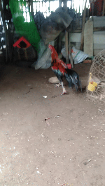 Gà trống 3kg Đỏ, đen, xanh. Mua bán Gà tại Huyện Phong Điền Cần Thơ được đăng bởi Ký cần Thơ  hình 1