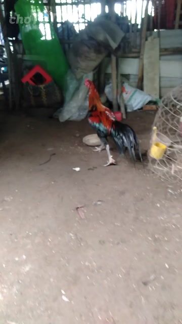 Gà trống 3kg Đỏ, đen, xanh. Mua bán Gà tại Huyện Phong Điền Cần Thơ được đăng bởi Ký cần Thơ  hình 1