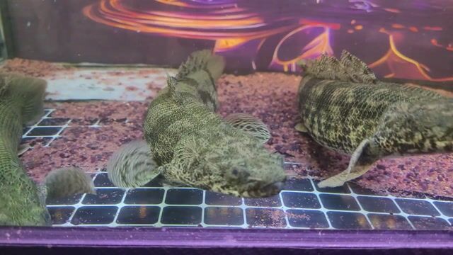 Cửu sừng hoàng đế u38-40 có ship xa. Mua bán Thú cưng khác tại Quận Bình Thuỷ Cần Thơ được đăng bởi Hải Đăng  hình 1