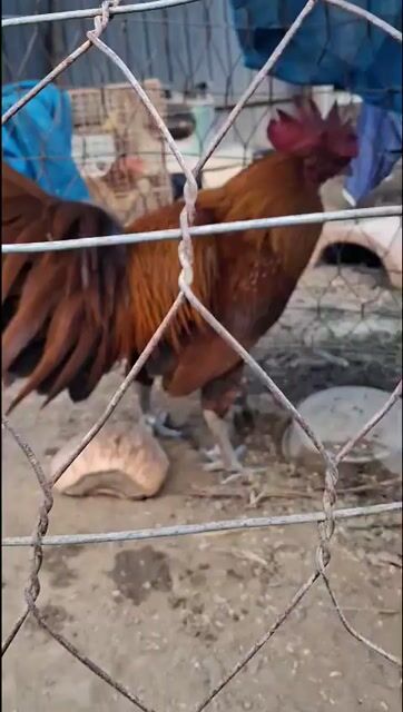 Gà khét thái mỹ đực 2.9kg. Mua bán Gà tại Thành phố Thủ Đức Tp Hồ Chí Minh được đăng bởi thế quốc  hình 1