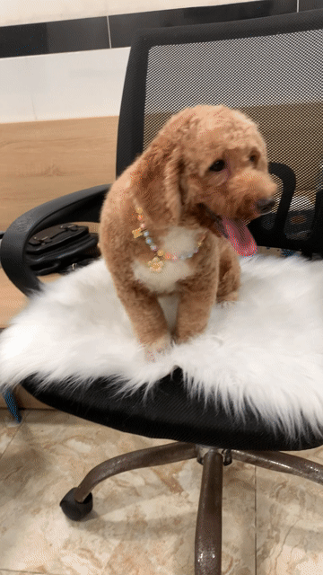 Poodle tiny xinh. Mua bán Chó tại Quận Phú Nhuận Tp Hồ Chí Minh được đăng bởi PET SHOP NẮNG hình 1