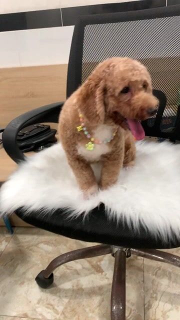 Poodle tiny xinh. Mua bán Chó tại Quận Phú Nhuận Tp Hồ Chí Minh được đăng bởi PET SHOP NẮNG hình 1