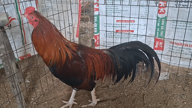 Gà chọi Điều 2.9kg khung 3kg Đực. Mua bán Gà tại Huyện Châu Thành Bến Tre được đăng bởi  Linh Nguyễn  hình 1