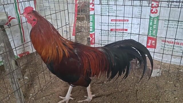 Gà chọi Điều 2.9kg khung 3kg Đực. Mua bán Gà tại Huyện Châu Thành Bến Tre được đăng bởi  Linh Nguyễn  hình 1