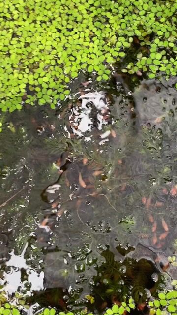 cá betta thủy sinh 5k. Mua bán Thú cưng khác tại Quận Bình Tân Tp Hồ Chí Minh được đăng bởi Nghĩa Bán Cá hình 1