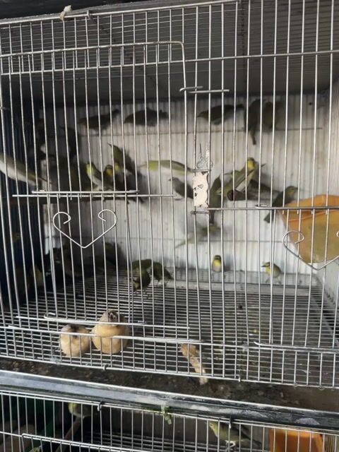 Chim khuyên Khỏe mạnh. Mua bán Chim tại Quận Đống Đa Hà Nội được đăng bởi Manh Do hình 1