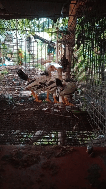 Gà Tre Bắc gần 2 tháng 4 trống 1 mái. Mua bán Gà tại Huyện Châu Thành Hậu Giang được đăng bởi Vu Le hình 1
