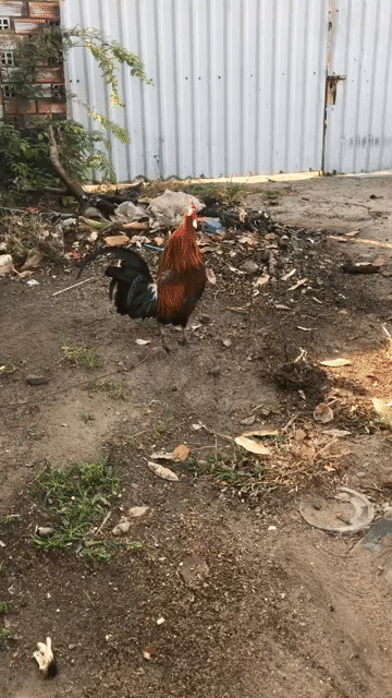 Gà trống Nâu đen Đực đã tiêm phòng. Mua bán Gà tại Huyện Bắc Tân Uyên Bình Dương được đăng bởi Huỳnh Quang hình 1