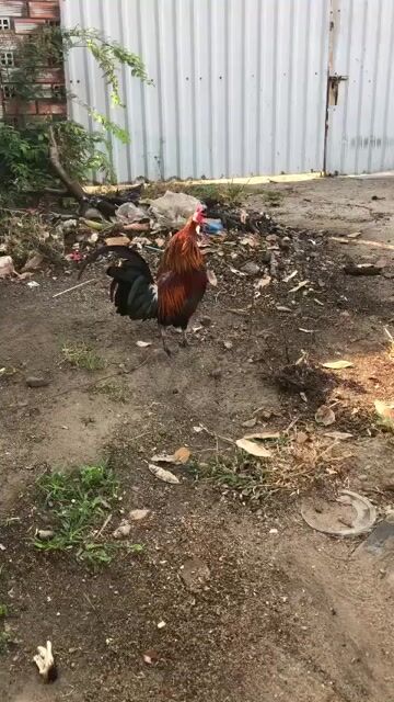 Gà trống Nâu đen Đực đã tiêm phòng. Mua bán Gà tại Huyện Bắc Tân Uyên Bình Dương được đăng bởi Huỳnh Quang hình 1