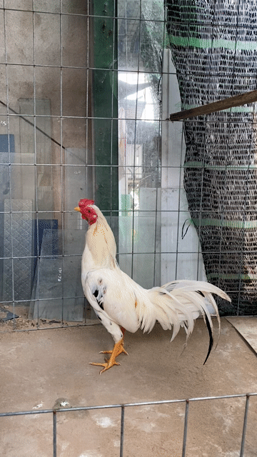 Trắng siu mỹ 1kg5 tơ. Mua bán Gà tại Huyện Lai Vung Đồng Tháp được đăng bởi NQV hình 1