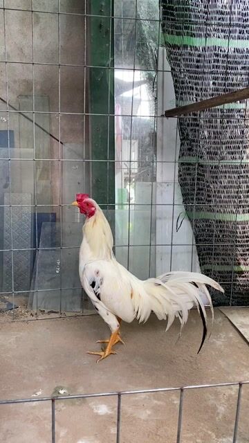 Trắng siu mỹ 1kg5 tơ. Mua bán Gà tại Huyện Lai Vung Đồng Tháp được đăng bởi NQV hình 1