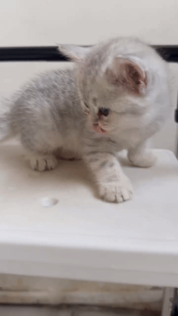 Mèo ALN tabby Trắng xám. Mua bán Mèo tại Quận Bình Tân Tp Hồ Chí Minh được đăng bởi Tuấn Sang hình 1