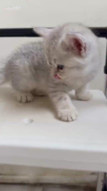 Mèo ALN tabby Trắng xám. Mua bán Mèo tại Quận Bình Tân Tp Hồ Chí Minh được đăng bởi Tuấn Sang hình 1